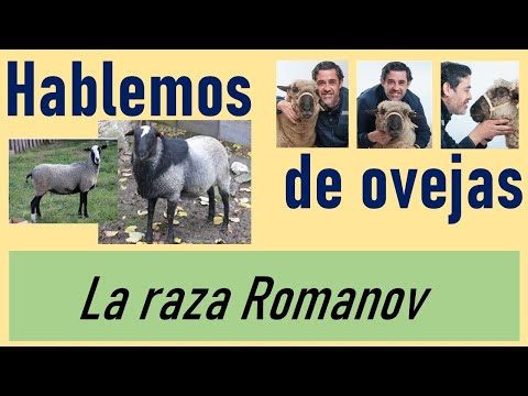 Video: Cómo Criar Ovejas De La Raza Romanov