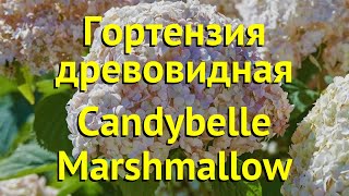 Гортензия Кандибель Фото Гортензия Кандибель Фото