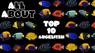 Top 10  Angelfish For A Saltwater Tank