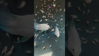 9847463035 9847463035
