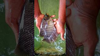 Giant Gourami Baby Fish 🐟 | Tiny Giant in the Making!