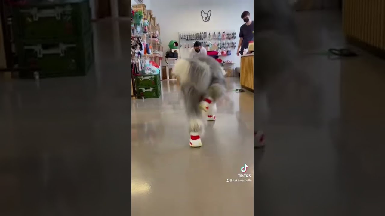 Bringing My Old English Sheepdog Husky For Shoe Shopping 