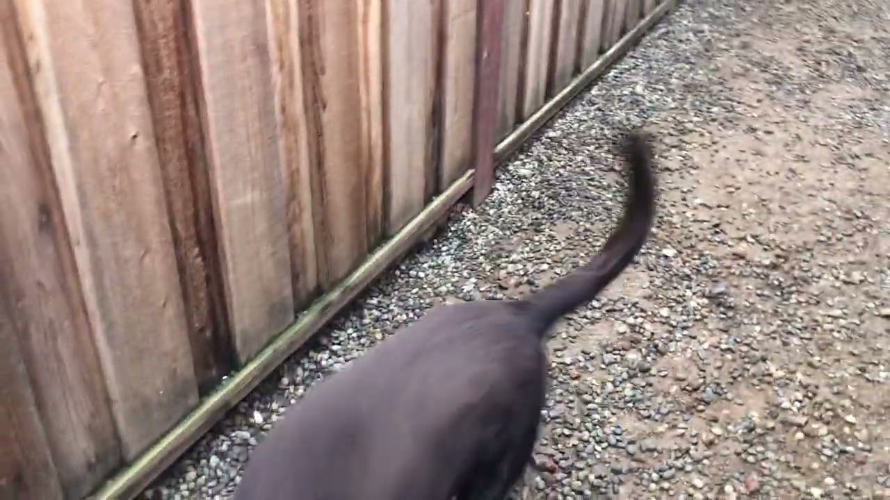 GGLRR Cocoa with ball