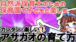 【実録栽培記録つき】簡単なアサガオの育て方、保育園や幼稚園で子ども達と花を植えよう！｜あつみ先生の放送室