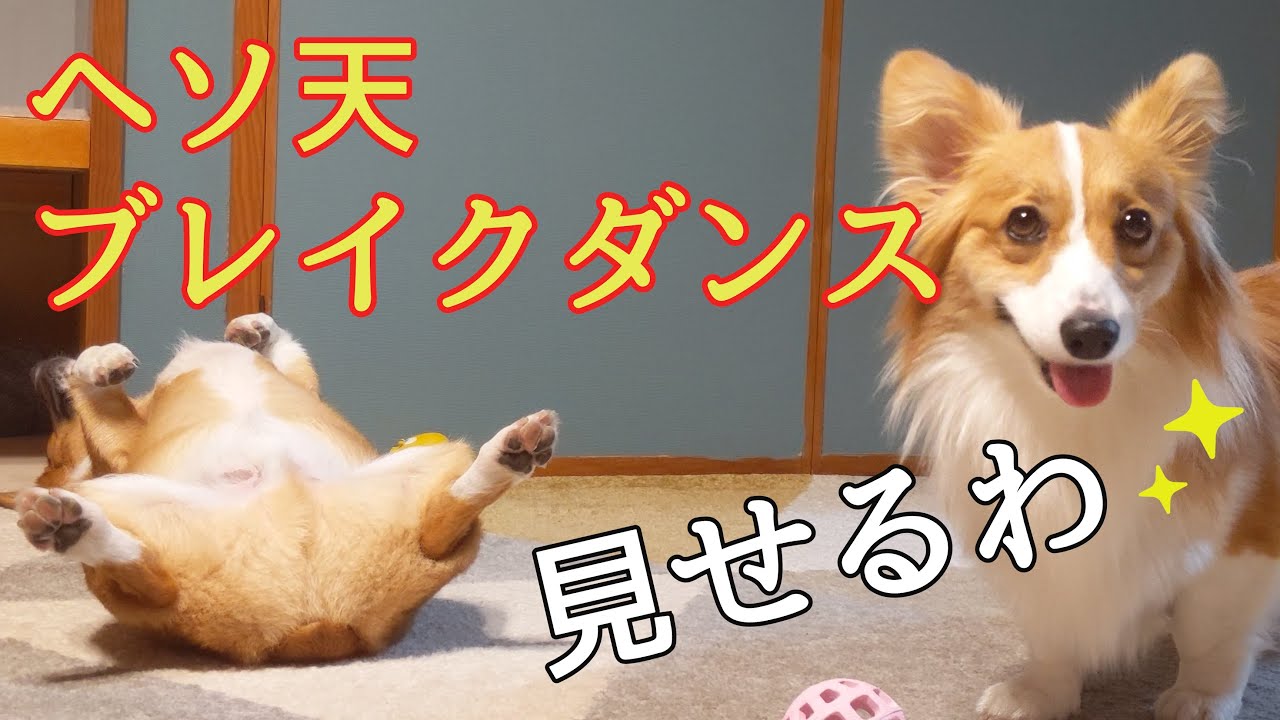 ヘソ天でジタバタする兄コーギーに かまい続ける妹コーギーがかわいい Youtube