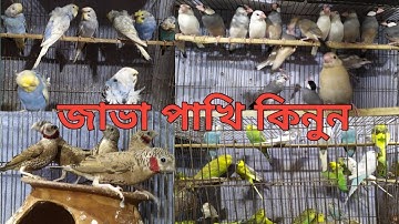 জাভা পাখির দাম জানুন 2022 | All BIRDS UPDATE PRICE IN BANGLADESH 2022 | #sobdopetsvlog