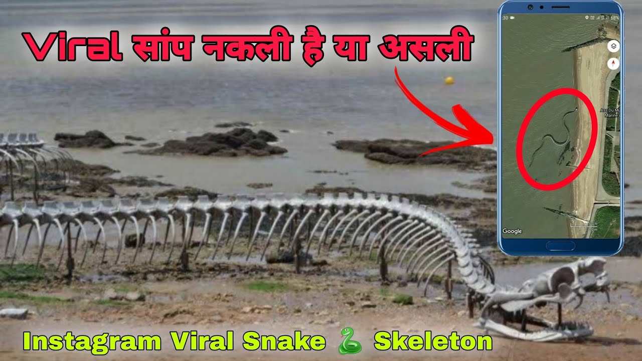 देखिये ये Viral सांप नकली है या असली 😳 Snake Skeleton Viral Instagram Reels Videos Cheema Facts Wala