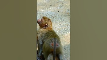 Rainbow protects Leo from being taken away #monkey #shortvideo #monkeys  #monkeylove #babymonkey