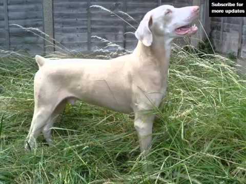 white doberman pinscher puppies for sale