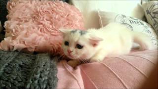 Persiancat Mix Playtime by CuteHusky89 537 views 9 years ago 57 seconds