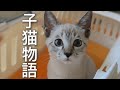  【笑いと感動の物語】子猫の気持ちがギュッて詰まってます