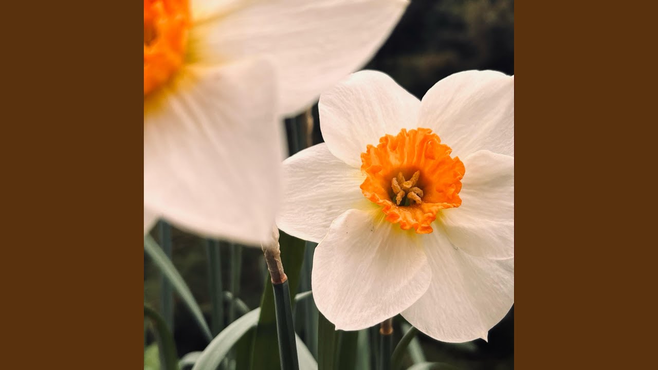 Παρακολούθηση Compass στο YouTube Παρακολούθηση Compass στο YouTube