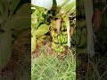 banana fruit