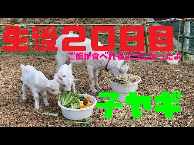 子ヤギ生後20日目 一人でご飯が食べれるようになったよ！ - YouTube