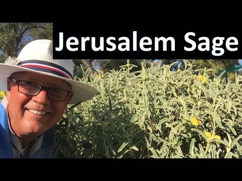 About Jerusalem Sage - Phlomis fruticosa, Coto de Caza