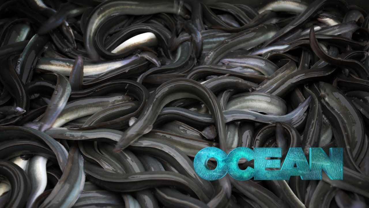 Europäische Aale: Was wird gegen ihre Ausrottung getan?