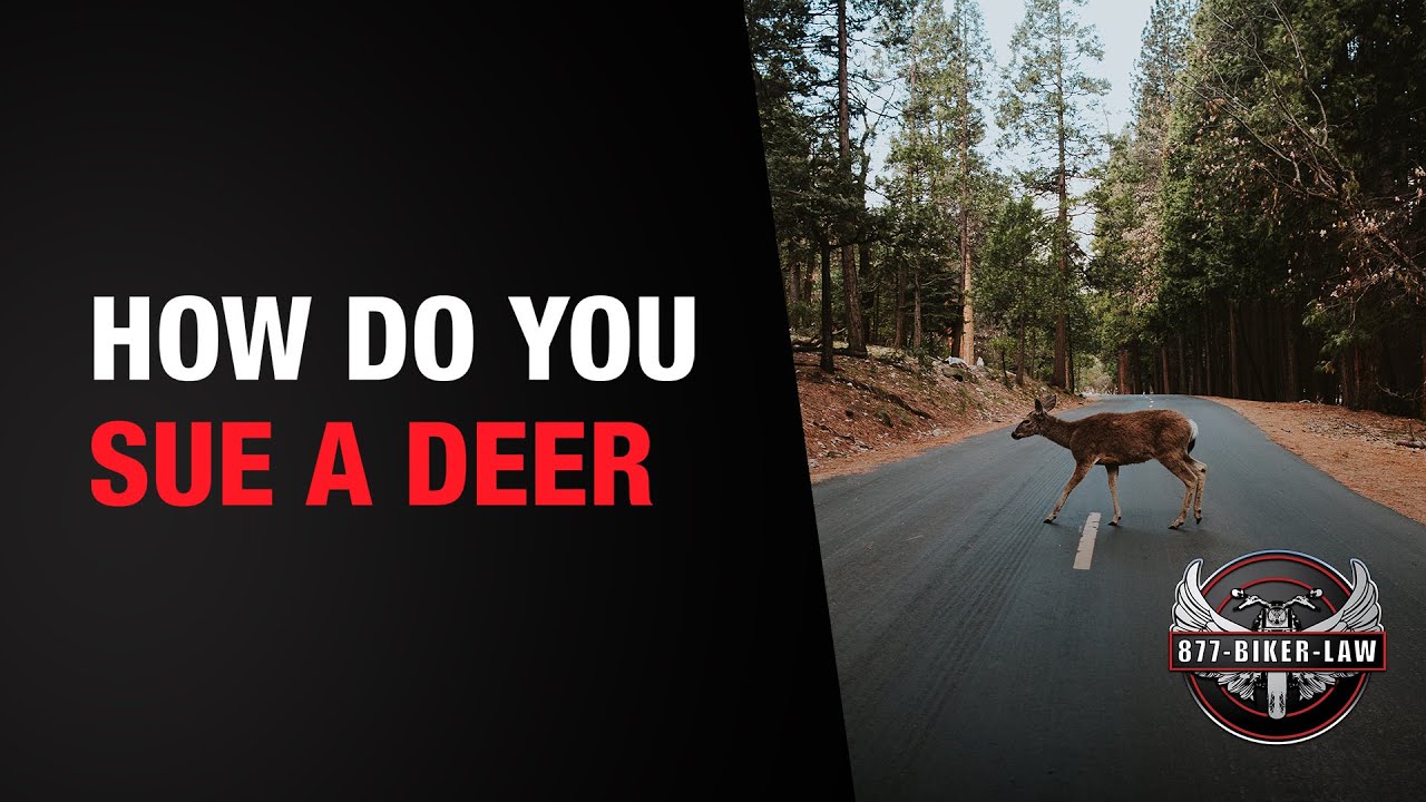 how-do-you-sue-a-deer-youtube
