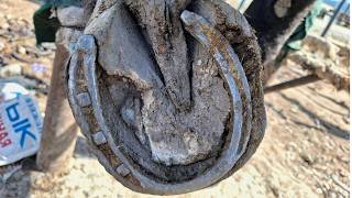 EXTREME HOOF RESTORATION: SAVING THE WARRIOR!