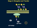 Cell Wall Synthesis