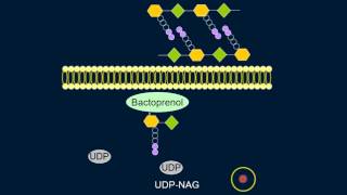 Cell Wall Synthesis