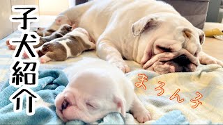 Introducing Maron's puppy! - YouTube