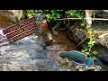 Ikan CHANNA LIMBATA suka sekali bersarang ditempat seperti ini #mancing #fishing #channalimbata