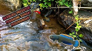 Ikan CHANNA LIMBATA suka sekali bersarang ditempat seperti ini #mancing #fishing #channalimbata 