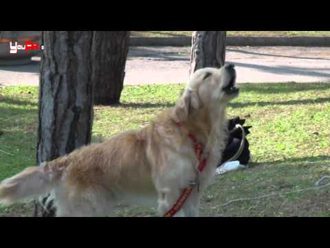 Video: Malattie Istiocitiche Reattive E Neoplastiche Negli Animali Domestici - Tumori In Gatti E Cani