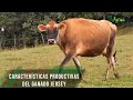 Características productivas del ganado Jersey - TvAgro por Juan Gonzalo Angel Restrepo