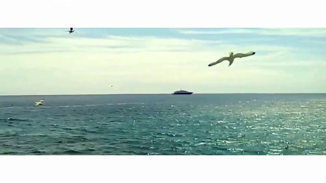 Canzone Il Gabbiano Ha Perso La Compagna