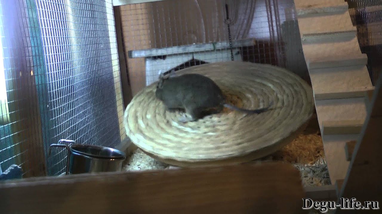 Гамак для белок дегу своими руками - 84 фото