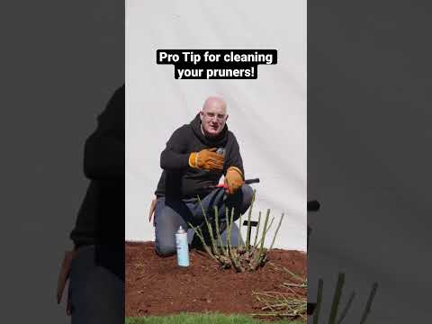 Pro Tip: How