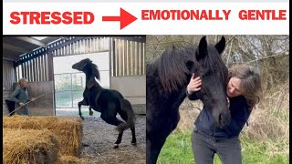 Why gentle horse training beats high pressure everytime