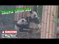 No One Can Take Bamboo Away From Panda Mom | iPanda