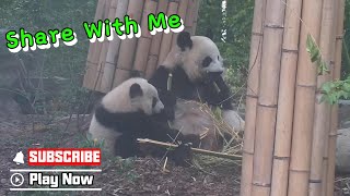 No One Can Take Bamboo Away From Panda Mom | Ipanda