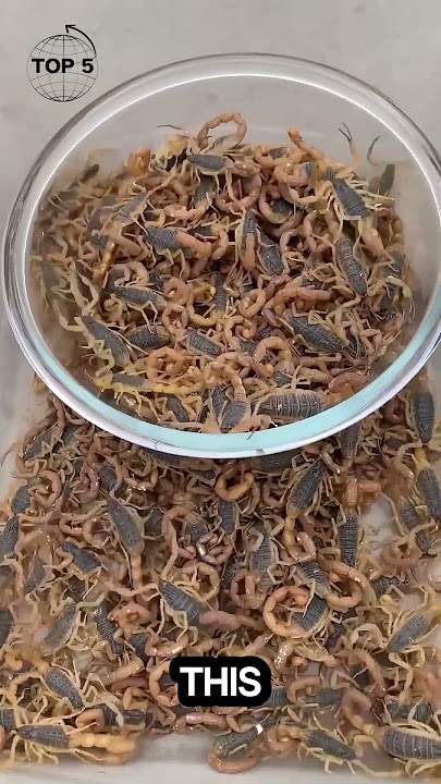 What You Don't Know About Scorpion Farming Will AMAZE You