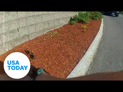 Police officers rescue ducklings from drain as anxious mother waits | USA TODAY