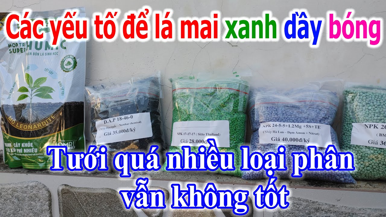 Nguyên nhân tưới quá nhiều phân cây mai vẫn không tốt, các yếu tố để có bộ lá xanh