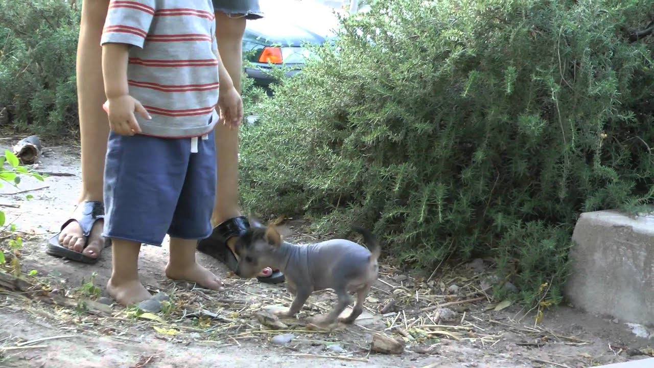 Hairless Yorkie puppies World's Cutest puppies!! YouTube