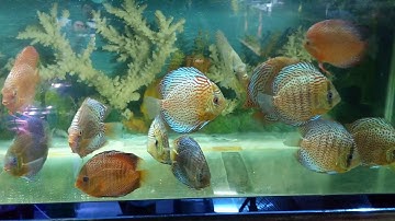 Leopard snake skin discus - cá dĩa beo bi và beo nhẫn
