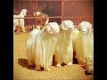 اجمل انواع الماعز في العالم أحلى سلالة المعز سبحان الله Shorts2023 Animalshorts Goat S اجمل انواع الماعز في العالم أحلى سلالة المعز سبحان الله Shorts2023 Animalshorts Goat S