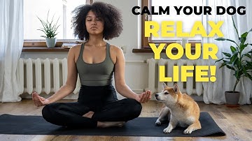 How to Calm an Anxious Dog: Proven Tips That Work 🐶💤