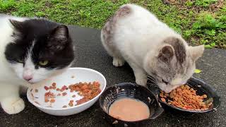 仲良しの2匹の腹ペコの野良猫達が先にご飯を食べる　Two hungry stray cats who are good friends eat their food first