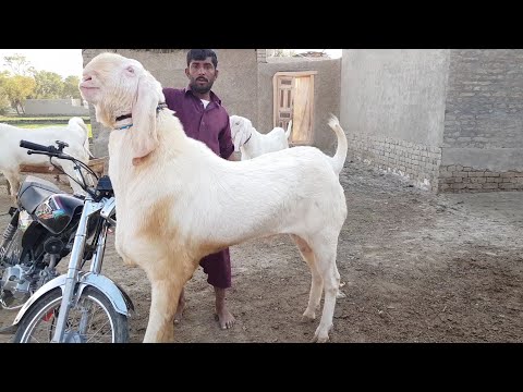 Bakra Show || sabse bada bakra challenge ke sath سب سے بڑا بکرا چیلنج کے ساتھ Sabir Goat Farm film 8