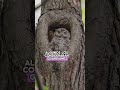 El guardián de la noche: el misterio del búho 🦉🌙