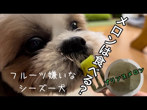 １歳シーズー 果物苦手な犬はメロンを食べるのか Youtube