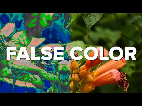 What is False Color when shooting video? Examples with Canon C70 and Blackmagic Pocket 6K Pro