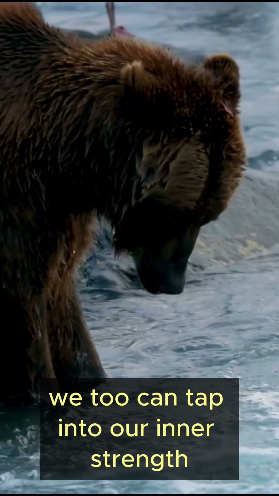 Life Lessons from Bears   Part 1 #shorts  #lifelessons #wisdom #bears  #patience #growth #courage