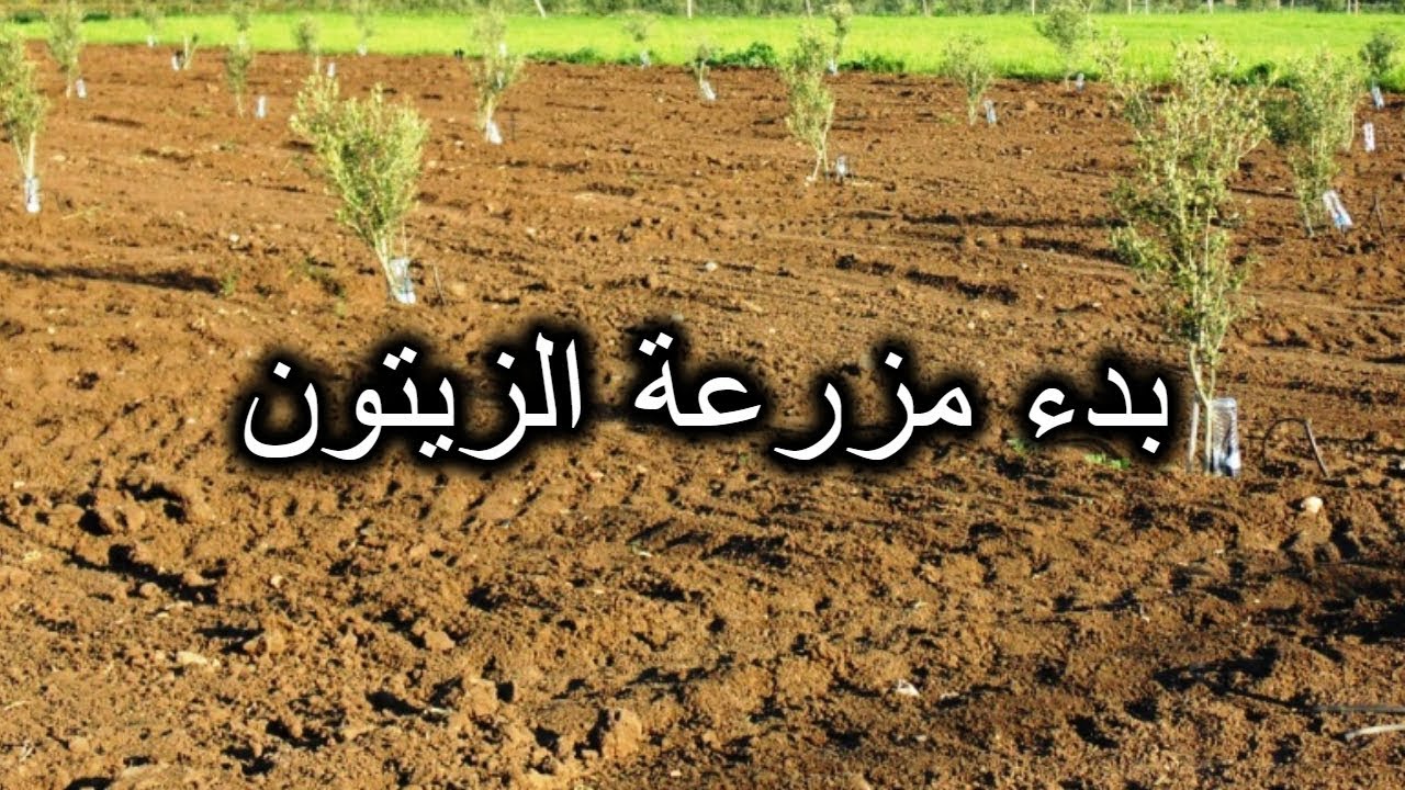 الجدوى الاقتصادية لمشروع زراعة الزيتون