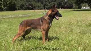 Belgian Malinois Appearance of the working type